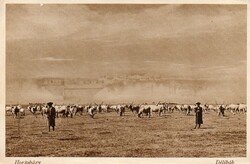 Képeslap: Hortobágy, délibáb.