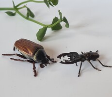Antik bécsi bronz élethű miniatűr szarvasbogár cserebogár gyűjtői darab Vienna 1800/1900