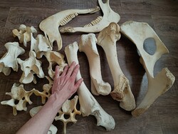 Egyben,nagy méretű,felnőtt tehén,szarvasmarha csontok fehérítve/fertőtlenítve. Ingyen posta!