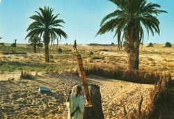 Képeslap:  Algéria. (pálmafa)