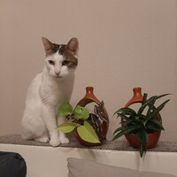 Two Retro Playful Holey Flower Pots in Mihály Béla Style, 2 pcs for 16,000 HUF