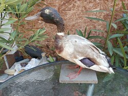 Preparàlt Vadkacsa