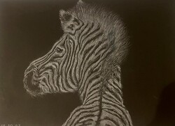 Zebra rajz