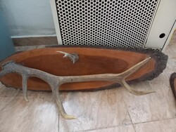 Szarvas agancs (fogas + trófea)