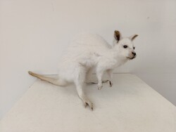 Antik trófea vallabi wallaby kenguru preparátum régi szép kikészítés vadászat vadász 681 6597