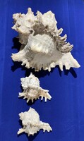 3 db Murex ramosa tengeri csiga.