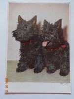 Régi, retró fotó képeslap: kutyák (terrierek?) - postatiszta