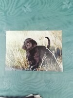 RÉGI kiskutyás KÉPESLAP  labrador? kölyökkutya