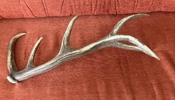 Szarvasagancs - 66 cm, 2 kg