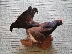 GYÖNYÖRŰ FAJDKAKAS PREPARÁTUM FARAGOTT FATÁBLÁN TRÓFEA