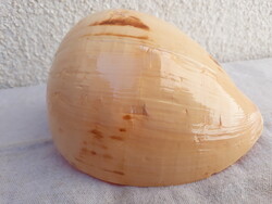 Nagy méretű dinnye voluta  tengeri csiga