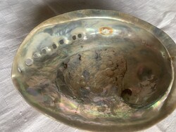 ABALONE /PAUA /Kagyló/