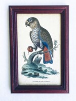Ibolyapapagáj - ornitológia, madarat ábrázoló kézzel színezett antik rézmetszet, 1800