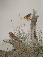 Tony Cook / Citromsarmany / Akvarell és Gouache