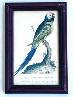 Virágfejű himalájapapagáj - ornitológia, madarat ábrázoló kézzel színezett antik rézmetszet, 1800