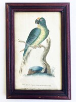 Aranyhomlokú aratinga - ornitológia, madarat ábrázoló kézzel színezett antik rézmetszet, 1800