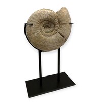 Ammonitesz fosszília fémállványra rögzítve - 05650