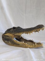 Krokodil preparált trófea