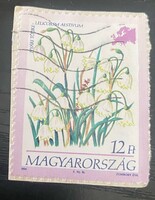Zombory Éva 1994. Nyári tőzike