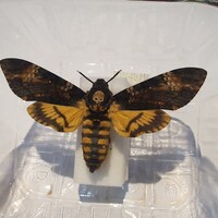 Félelmetes halálfejes lepke preparátum Acherontia atropos 104mm taxidermia