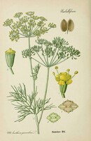 Kapor, fűszer, fűszernövény, régi antik botanikai illusztráció Thomé 1889 reprint nyomata