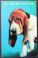 Képeslap,Állatok, Kutya, Beagle , USA