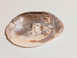 Nagyméretű gyöngykagyló , gyöngyökkel. Asztali dísz.