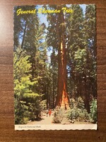 Képeslap - USA General Sherman Tree