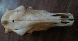 Tehén,szarvasmarha, koponya, preparátum, trófea. INGYEN POSTA!