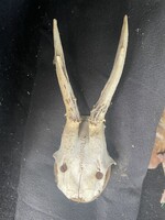 Agancs kicsi hagyatékból korának megfelelő állapotban ﻿20 cm kb