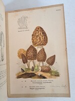 RARE! FIRST EDITION Gyula Istvánffi: The Edible and Poisonous Mushrooms of Hungary, Budapest 1899 Half-Leather Binding