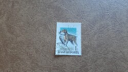 Pecsételt bélyeg Tévnyomat 1956 Magyarországi kutyafajták 1 Ft Kat: 2000 Ft tarajos réce