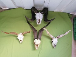 2 RACKA, KECSKE, KOS TRÓFEA