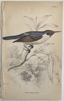 Fehértestű nektármadár metszet - kézzel színezett antik madártani, ornitológiai acélmetszet, 183