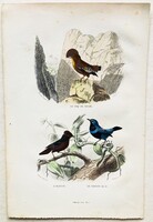 Szirtimadár, ouette és kék rollier – kézzel színezett antik madártani, ornitológiai acélmetszet, 184