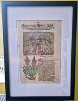 Orvostörténeti ritkaság: Adam Lonicer (cca. 1582) krauterbuch