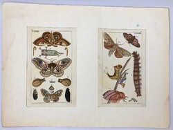 Lepkék, hernyók, bábok – kézzel színezett antik rovartani, lepkészeti rézmetszetek, XIX. sz.
