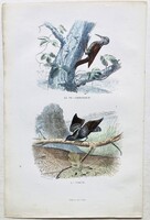 Pic-grimpereau és nyaktekercs – kézzel színezett antik madártani, ornitológiai acélmetszet, 1840