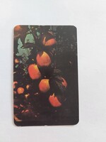 KISKUNHALASI ÁLLAMI GAZDASÁG kártyanaptár 1981
