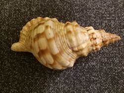 Tengeri csiga