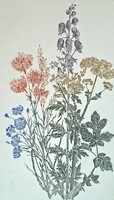 Tuka László (1924-2007): Virágok - színes rézkarc - botanikus illusztráció, vadvirágok, sisakvirág