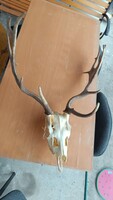 Teljes koponyás gímszarvas trófea – Vastag rózsa (17 cm) / 58 cm terpesz / 1,85 kg