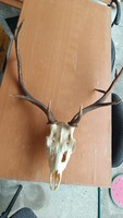 Rendkívül széles terpeszésű gímszarvas trófea (1,85 kg) – 58 cm terpesz / 53 cm ív / Teljes koponya