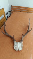 Karakteres gímszarvas agancs vágott koponyatetőn (0,9 kg) – Látványos formájú falidísz