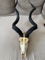 Nagy kudu koponyatrófea – 80 cm csavart szarv, afrikai vadásztrófea