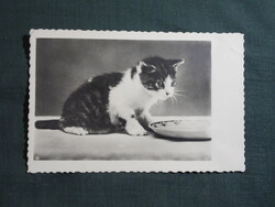 Képeslap,Fotó,állatok,cica,macska,1940-