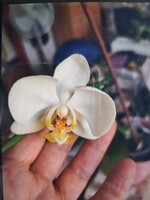 White-flowered Orchid Houseplant