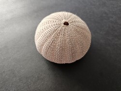 Lapos típusú, természetes tengeri sündisznó mészváz (10 cm) – Hibátlan gyűjtői darab
