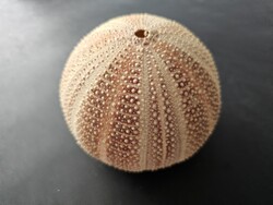 Extra nagy méretű, természetes tengeri sündisznó mészváz (11,6 cm) – Múzeumi darab