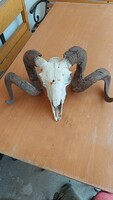 Különleges, teljes koponyás racka / kos trófea (2,7 kg) – 68 cm-es csavart szarvak / Rusztikus falid